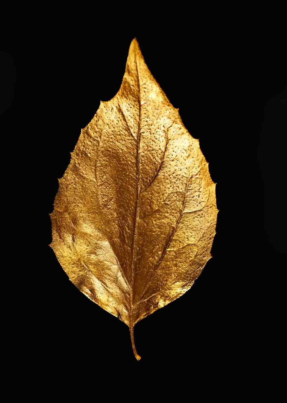 Black Gold תמונה 35